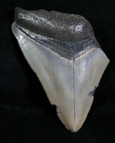Bargain Megalodon Tooth - Florida #5469